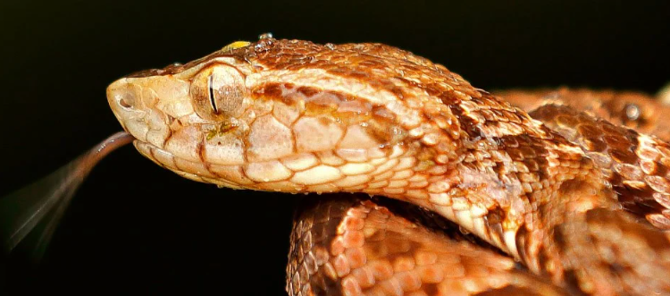 Snake Venom