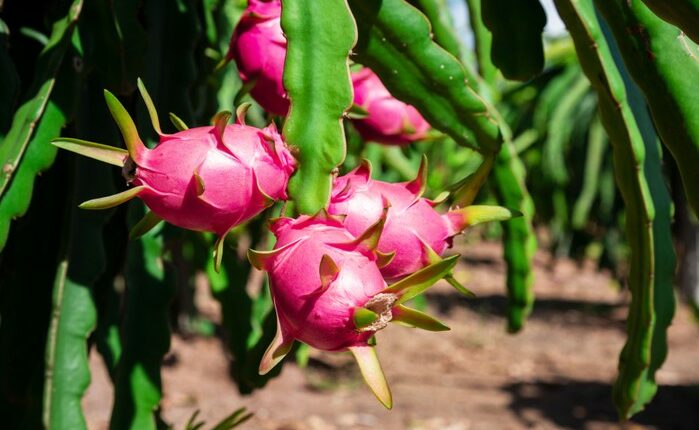 dragon fruit